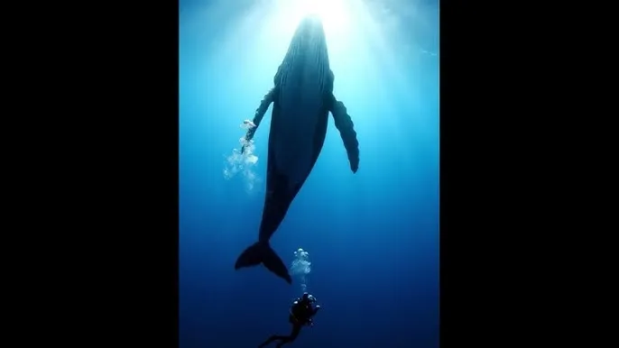 情事电影免费未删减 - 深蓝星球：探索海洋深处的未知世界
